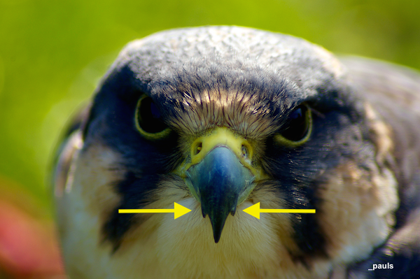 Hybrid Falcon - Picture of The International Centre for Birds of