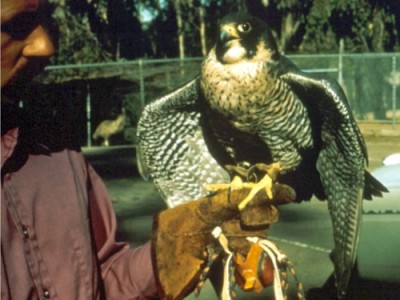 Falcon with weak grip