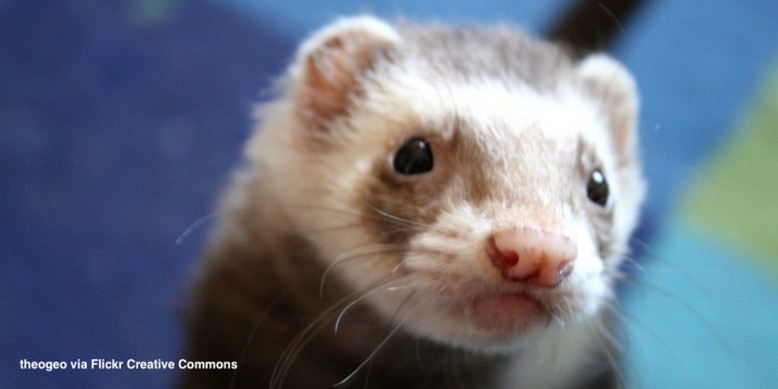 tattoo family animal LafeberVet Basic Ferret   Sheet: Information