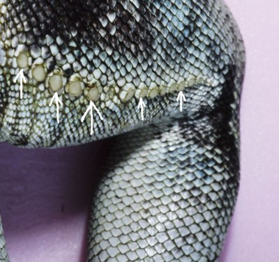 Arrows illustrate large femoral pores on the medial surface of the thighs