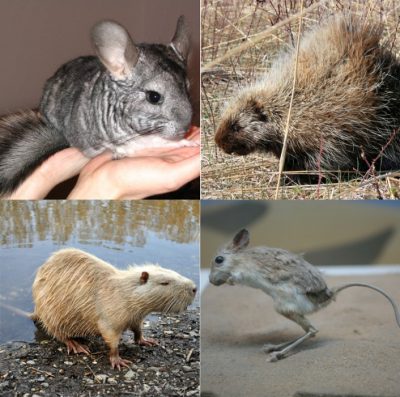 Members of the suborder Hystricomorpha: Chinchilla (upper left), porcupine (upper right), nutria (lower left), lesser Egyptian jerboa (lower right)