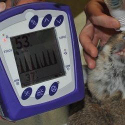 Confirmation of nasotracheal intubation in a rabbit using capnography
