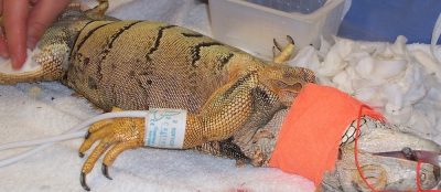 Blood pressure cuff on an iguana