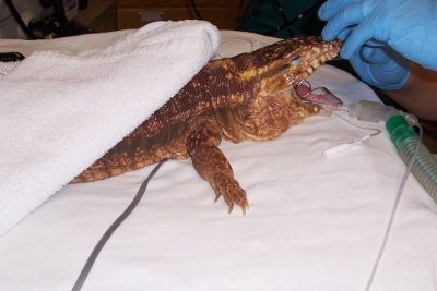 Doppler crystal placed underneath the thoracic cavity of a Uromastyx in sternal recumbency