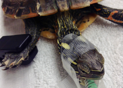 Painted turtle with a pulse oximeter probe placed on the forelimb