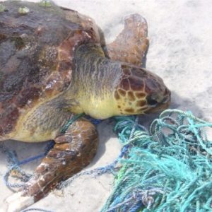 Rope wrapped around both upper flippers causing vascular compromise to the distal flipper in a loggerhead sea turtle