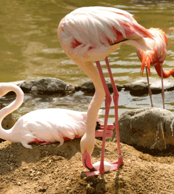 Both parent birds take turns incubating the flamingo egg.