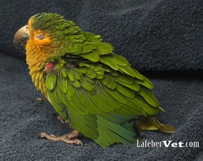 Fluffed ruffled parrot