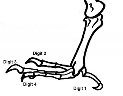 Bird foot diagram