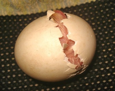 Eclosión externa de un polluelo de Búho cornudo