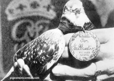GI Joe Pigeon