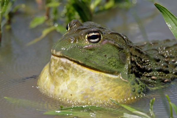 basic information on frogs