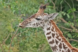 Giraffes use low-crowned premolars and molars with rough enamel to chew on acacia leaves.