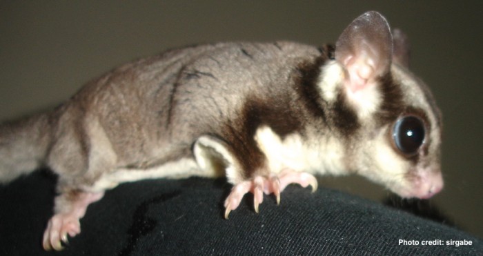 Blind store sugar glider