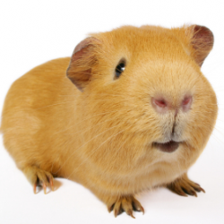 gpig white background cropped square