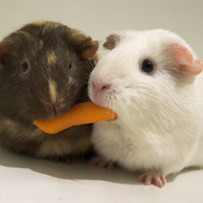 View of Feeding the Hospitalized Small Mammal - LafeberVet
