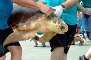 Sujete con firmeza a las tortugas marinas grandes inmediatamente detrás de la cabeza con una mano y a lo largo del caparazón posterior con la otra mano