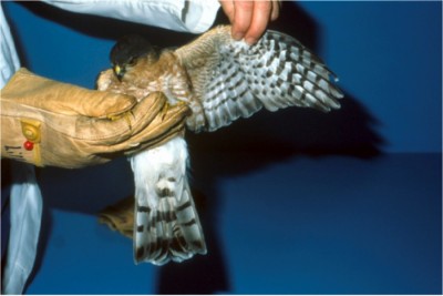 Grasping carpus of a kestrel