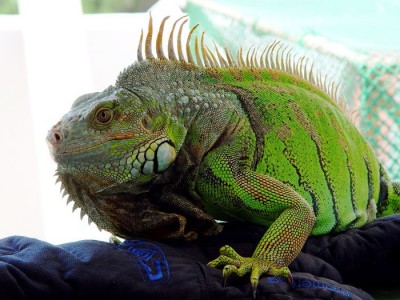 Male iguanas tend to have taller spines and larger dewlaps