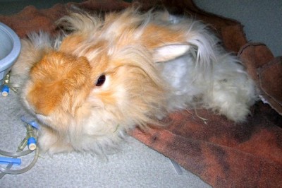 Guinea Pig in ICU