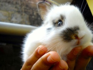 Many pet rabbits are surrendered during adolescence.