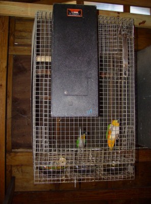 hanging cage Rivera