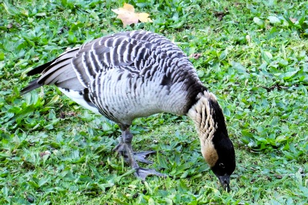 Hawaiian goose