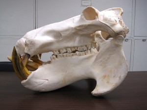 Lateral view of the skull of a male river hippopotamus.
