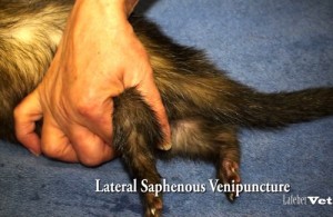 Hold off the lateral saphenous vein while preventing limb movement by grasping the rear leg just above the stifle.