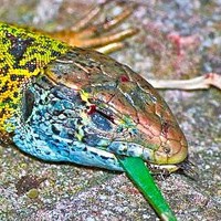 How to Verify Life (and Death) in Reptiles - LafeberVet