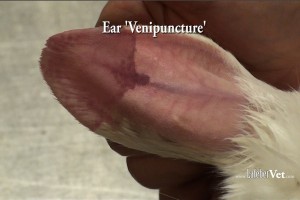 La venopunción de la oreja puede potencialmente conllevar a la formación de coágulos y a desarrollar necrosis isquémica en el odio externo