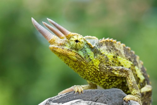 Basic Information Jackson’s or Three-horned chameleon