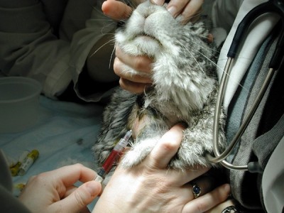 Jugular venipuncture in a rabbit