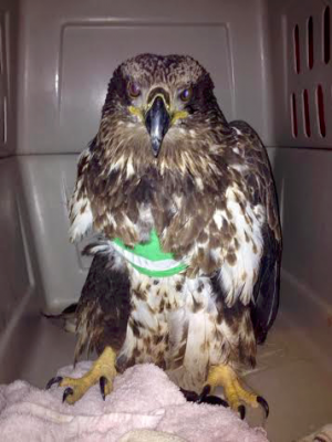 Águila calva juvenil que sufrió de una fractura del ala derecha