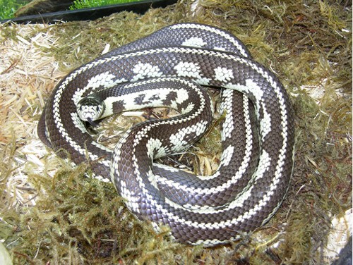 Cuidado y Manejo de las Serpientes Reales (Lampropeltis spp.)