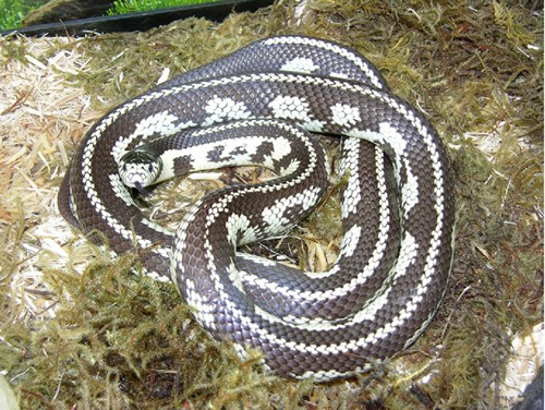 Care And Breeding The Gray Rat Snake - Reptiles Magazine