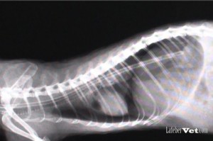 Las radiografías ortogonales son el método más confiable para verificar la posición del tubo de esofagostomía