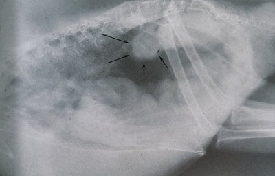 The cranial lobe of the kidney is apparent below the lumbar spine, just cranial to the acetabulum (arrows)