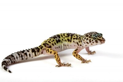 A normal leopard gecko exhibiting carpal lift
