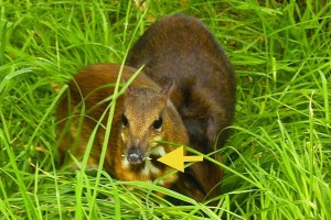 Lesser Malay chevrotain at Edinburgh Zoo.