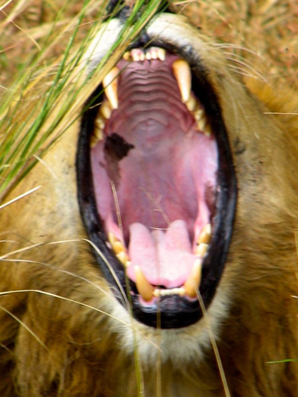 Los carnívoros poseen incisivos relativamente pequeños; dientes caninos grandes; premolares pequeños y puntiagudos; y molares grandes en forma de tijera.