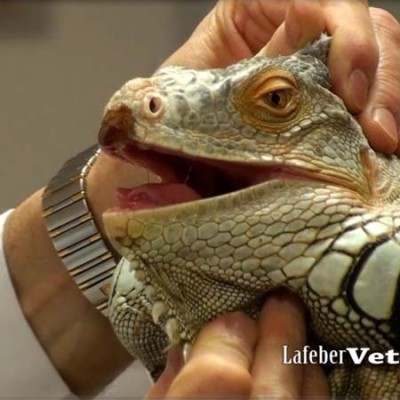 In some individuals, the green iguana’s (Iguana iguana) dewlap can be gently pulled down to open the mouth.