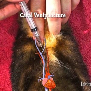 The location of the ferret heart is relatively caudal within the chest cavity