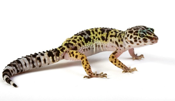 leopard gecko in the wild habitat