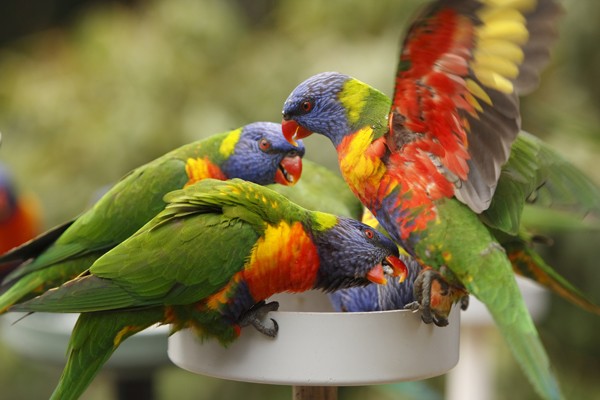 Basic Information Sheet: and Lorikeet - LafeberVet