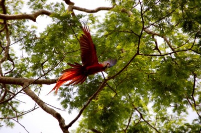 Free-flying Scarlet macaw