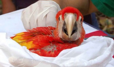 juvenile macaw in nest