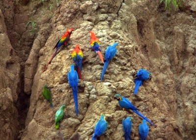 macaws at clay lick