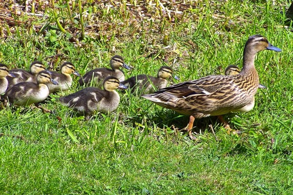Mallard ducklings
