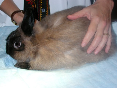 Body Condition Scoring the Rabbit - LafeberVet